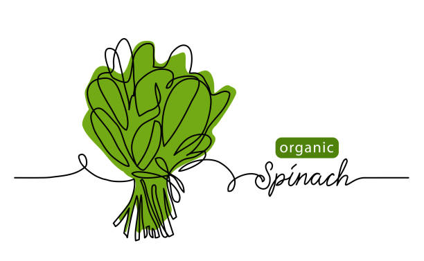 Spinach, organic green leaf, salad bunch. Vector illustration, background. One line drawing art illustration with lettering organic spinach Spinach, organic green leaf, salad bunch. Vector illustration, background. One line drawing art illustration with lettering organic spinach. smoothie designs stock illustrations