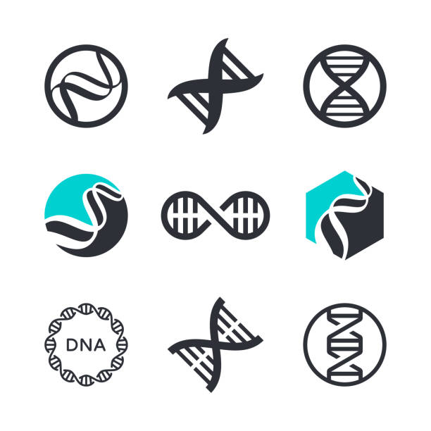 DNA spiral design Vector graphics for business branding and identity dna icons stock illustrations