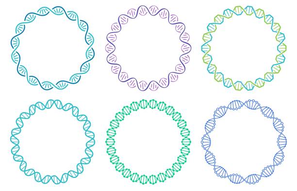 DNA spiral frame set. Human genome helix isolated on white background. Genetic concept for science or medicine DNA spiral frame set. Human genome helix isolated on white background. Genetic concept for science or medicine. Colorful molecule border for biology or biotechnology vector illustration dna stock illustrations