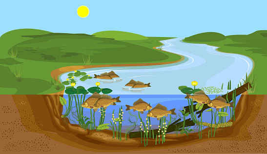 Split level pond landscape with carps during spawning. Freshwater fish in natural habitat