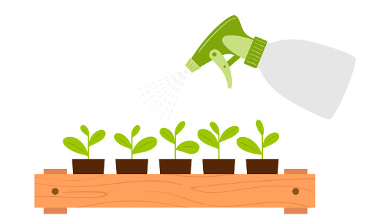 Spraying seedling cups from a spray bottle. Moistening of foliage. Plant care. Botanical vector illustration in cartoon flat style, isolated on white background.