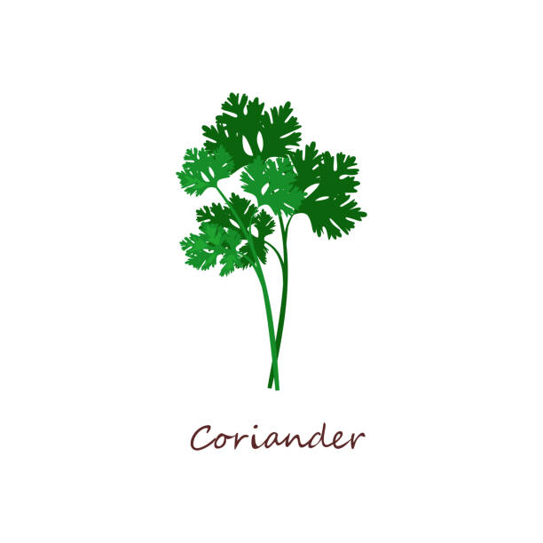 Sprig of coriander. Green leaves Sprig of coriander. Green leaves, parsley, plant. Cooking herbs concept. Vector illustration can be used for topics like food, seasoning, salad coriander seed stock illustrations
