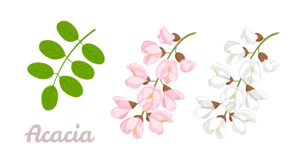 Sprigs of blooming acacia and green leaves isolated on white background. Acacia flowers pink, white. Vector floral illustration in cartoon simple flat style. Sprigs of blooming acacia and green leaves isolated on white background. Acacia flowers pink, white. Vector floral illustration in cartoon simple flat style. acacia tree stock illustrations