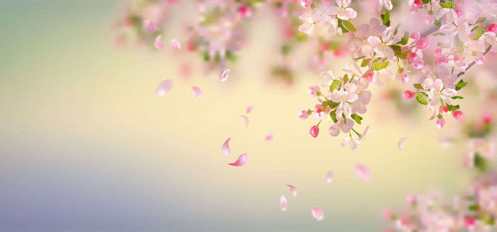 Vector background with spring apple blossom. Blossoming branch in springtime with falling petals