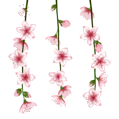 Spring bloom branches with pink flowers, buds vector illustration.