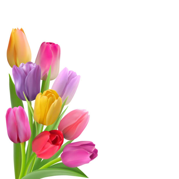 Spring card with colorful tulips Bouquet of night colorful tulips on the left bottom of the card. Photo-realistic vector spring flowers with place for congratulation text on a white background. tulip stock illustrations