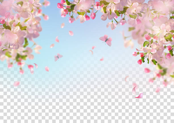 Spring Cherry Blossom Vector background with spring cherry blossom. Sakura branch in springtime with falling petals and partially transparent background blossom stock illustrations