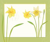 Vector floral background with spring flowers. Daffodils in watercolor style on white background with green frame.