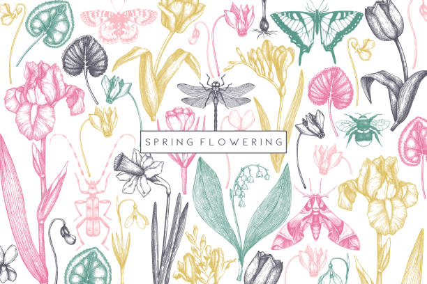 Spring flowers design Spring flowers background. Hand drawn insects illustration. Floral design. Botanical drawings with butterflies. Perfect for branding, greeting card, invitation, wrapping paper, banner. Vintage art. insect illustrations stock illustrations