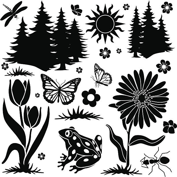 Spring forest design elements Vector design element s with a Spring forest theme. frog clipart black and white stock illustrations