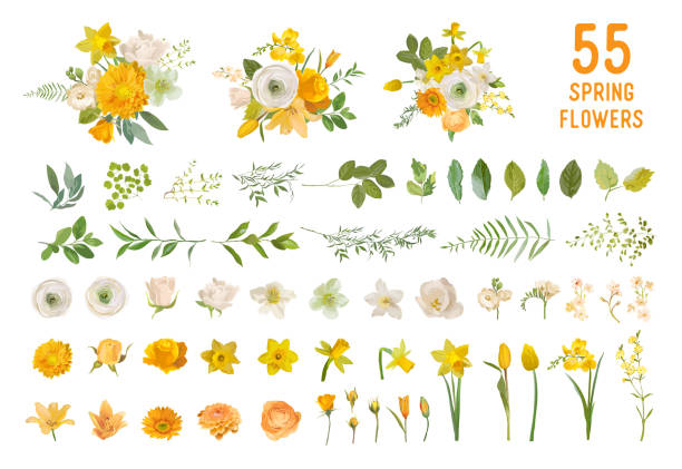 Spring garden flowers, yellow daffodil, mustard rose, white fresia, eucalyptus, greenery, fern. Vector design isolated elements set. Wedding summer bouquet collection for decoration, invitation, cover Spring garden flowers, yellow daffodil, mustard rose, white fresia, eucalyptus, greenery, fern. Vector design isolated elements set. Wedding summer bouquet collection for decoration, invitation, cover blossom stock illustrations