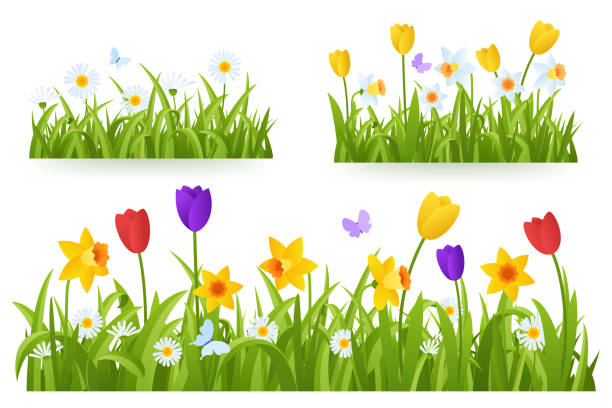 Tulip And Daffodil Border Clip Art