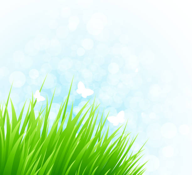 Spring grass View Lightbox landscape scenery clipart stock illustrations