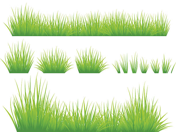 Spring Grass Set of Green Grass Isolated on White. EPS8. grass stock illustrations