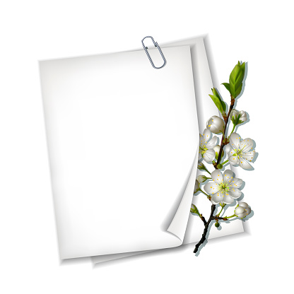 Spring is coming. Spring floral banner with blank paper and blooming white cherry flowers