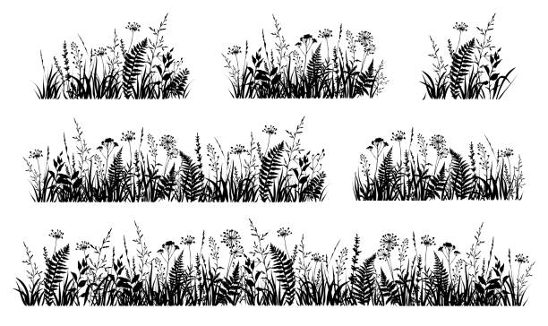 illustrations, cliparts, dessins animés et icônes de ensemble floral de printemps ou d’été avec des silhouettes noires d’herbes et de fleurs sauvages des prairies. fleurs sauvages. - fleurs des champs