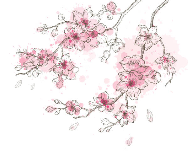 12,12 Cherry Blossom Drawing Stock Photos, Pictures & Royalty