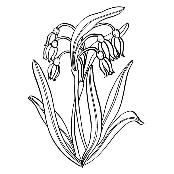 Spring Snowflake flower line art drawing vector art illustration