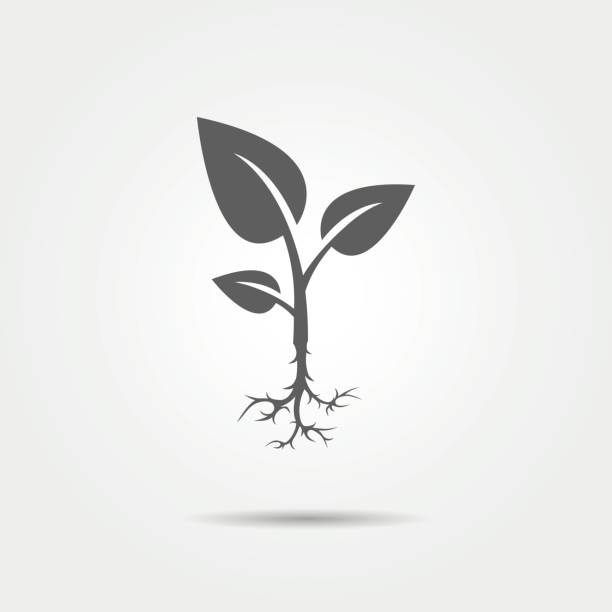 Sprout icon Sprout icon. Vector illustration. root stock illustrations