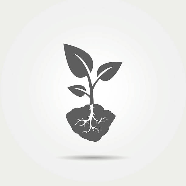 Sprout with root icon Sprout with root icon isolated on grey background. Vector illustration.  plant stem stock illustrations