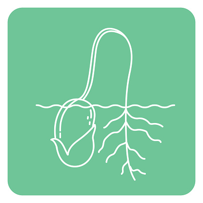 Sprouting Bean Garden Thin Line Icon With Editable Stroke On Transparent Base