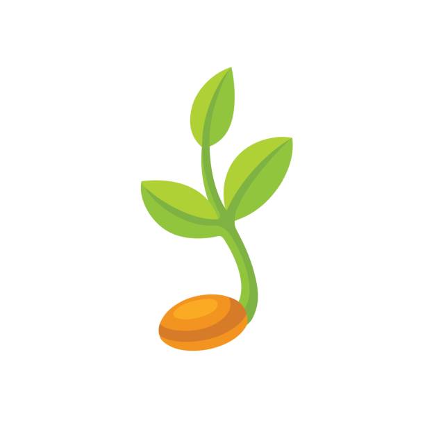 Sprouting seed illustration Simple sprouting seed illustration. Green cartoon sprout vector icon or logo. seedling stock illustrations