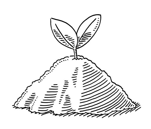 Sprouting Seed Plant Growth Drawing Hand-drawn vector drawing of a Sprouting Seed Plant Growth. Black-and-White sketch on a transparent background (.eps-file). Included files are EPS (v10) and Hi-Res JPG. gardening clipart stock illustrations
