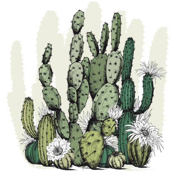 Square card with green cactus plants and flowers. Square card with green cactus plants and flowers. Hand drawn vector on white background. cactus borders stock illustrations