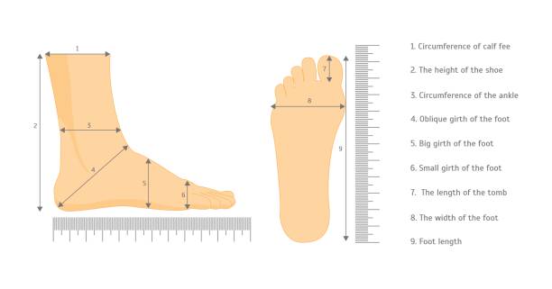Square Measure Human Feet Shoe Size. Vector Scheme for Square Measure Human Feet Shoe Size for Business and Sales on White Background. Vector illustration feet unit of measurement stock illustrations