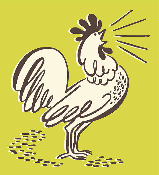 Squawking Rooster Squawking Rooster chicken bird stock illustrations