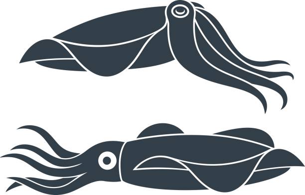 イカのアイコン。白い背景の上の隔離されたイカ - イカ点のイラスト素材／クリップアート素材／マンガ素材／アイコン素材
