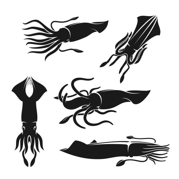 イカ、ウミの軟体動物や貝。シーフード動物 - イカ点のイラスト素材／クリップアート素材／マンガ素材／アイコン素材