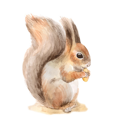 Squirrel with a nut. Vector