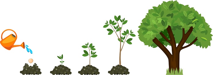 Stages of growth of a tree from a seed. Life cycle of a tree: from seed to large tree. Watering the plants