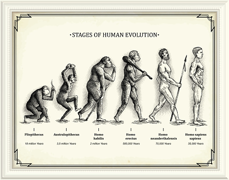 Stages of human evolution