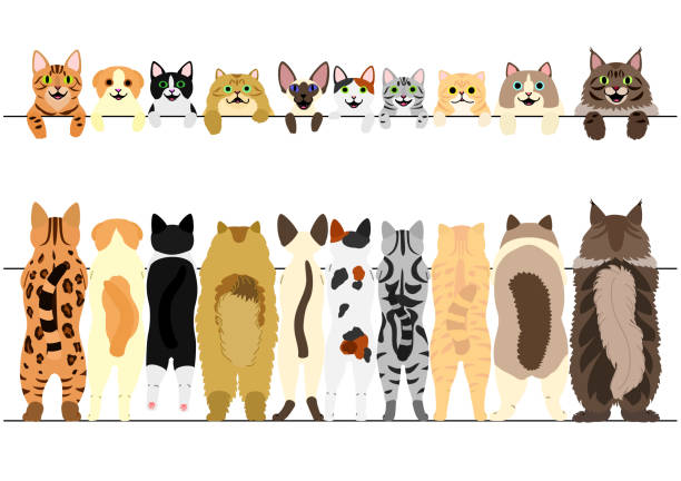 ayakta kedi ön ve arka sınır seti - bengals stock illustrations