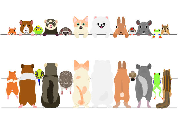stockillustraties, clipart, cartoons en iconen met staande gezelschapsdieren voorzijde en rug grens set - gedomesticeerde dieren