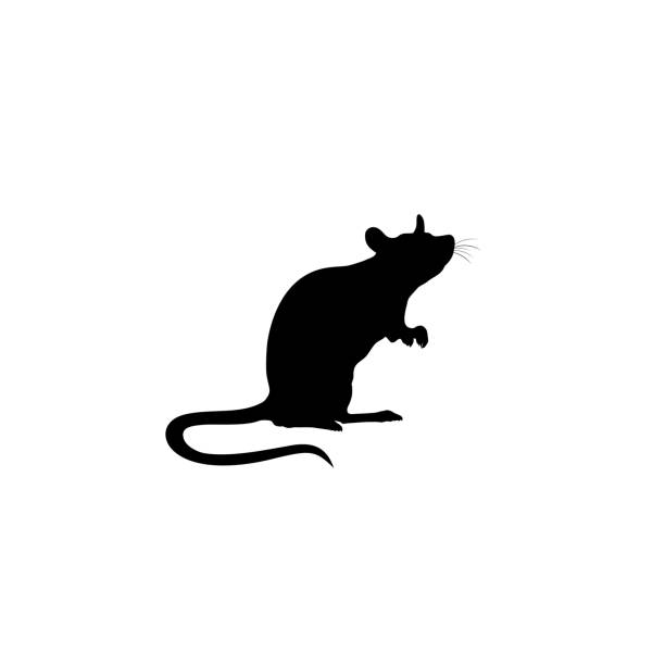Standing Rat silhouette. Rat icon. vector sign Standing Rat silhouette. Rat icon. vector sign rodent stock illustrations