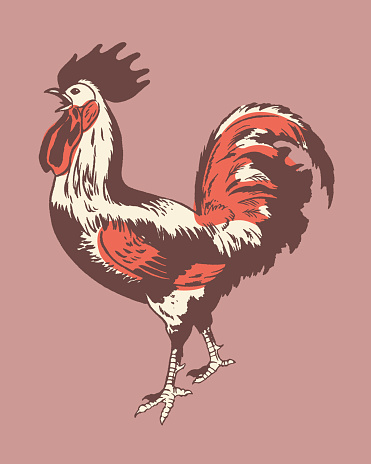Standing rooster
