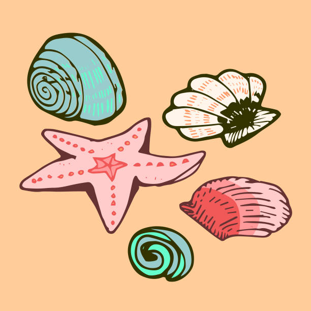 Starfish & Seashells vector art illustration