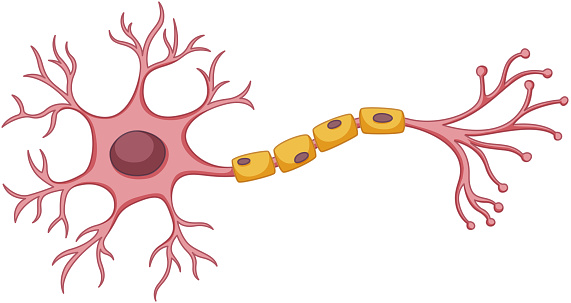 Stem Cell Diagram On White Background Stock Illustration - Download Image  Now - Nerve Cell, Single Object, Diagram - iStock