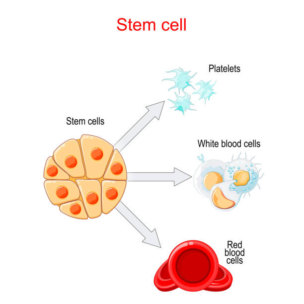 stem cell colorado