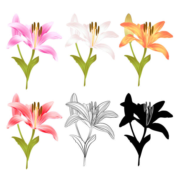 lily free brushes 976 free downloads