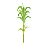 Stem of green sugar cane with leaves on a white background. Vector illustration in cartoon style.