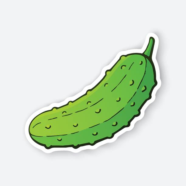 Sticker of green cucumber with a stem Vector illustration. Green cucumber with a stem. Healthy vegetarian food. Ingredient for salad. Decoration for patches, signboards, showcases, menus. Sticker with contour. Isolated on white background pickle stock illustrations