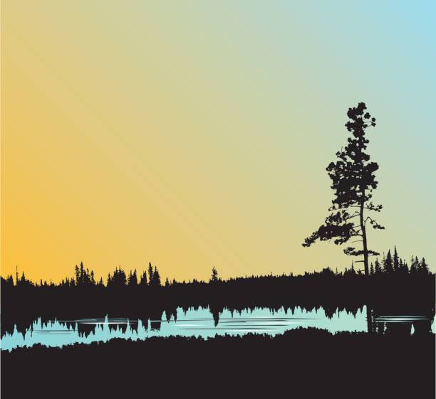 Still Water Forest A vector silhouette illustration of a lonely tree standing above a pond in a field reflecting the grass and an evening sky. ponderosa pine tree stock illustrations