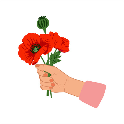 Stock vector hand drawn illustration beautiful bouquet of poppies in a female hand