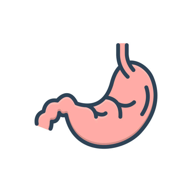 Stomach gut Icon for stomach, gut, antonmy, disease, gastric, internal, hernia, inguinal, diverticulitis, digestive hernia inguinal stock illustrations