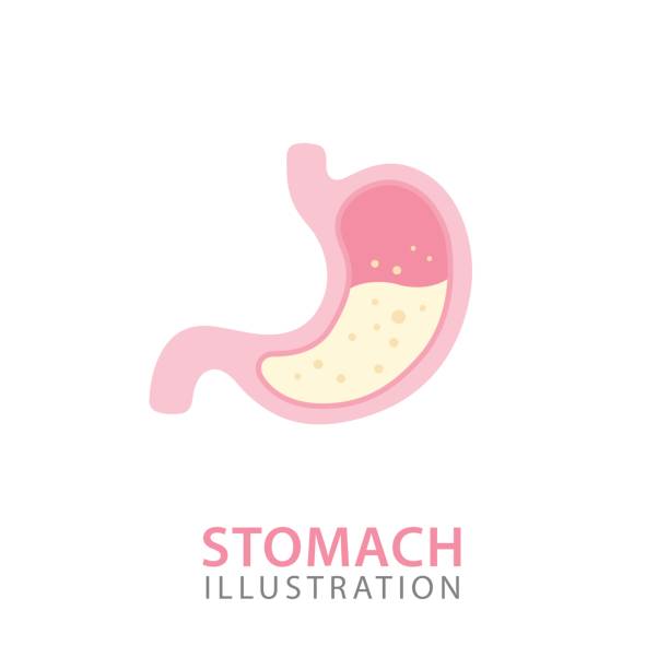 Stomach Organ Anatomy. Human Internal Organs Concept. Vector Illustration vector art illustration