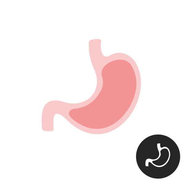 Stomach simple vector flat illustration Stomach simple vector flat illustration stomach stock illustrations